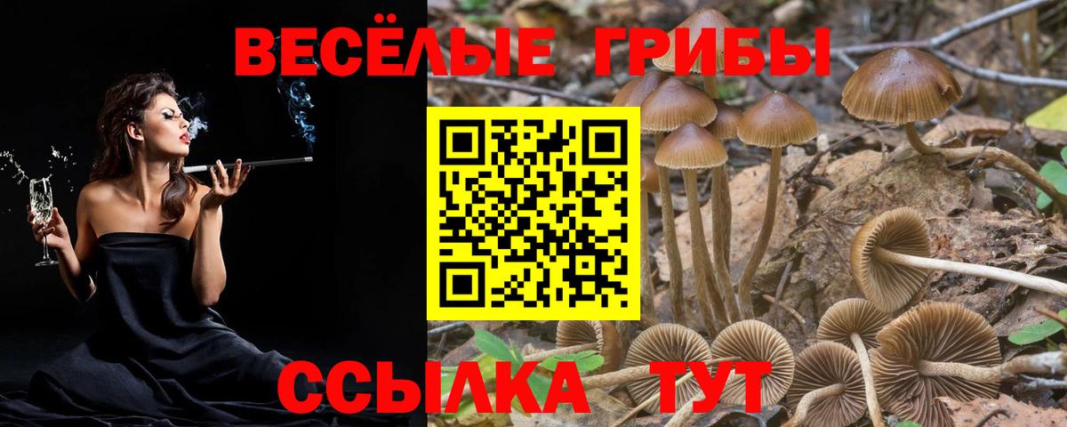 Галлюциногенные грибы Psilocybine cubensis Алапаевск